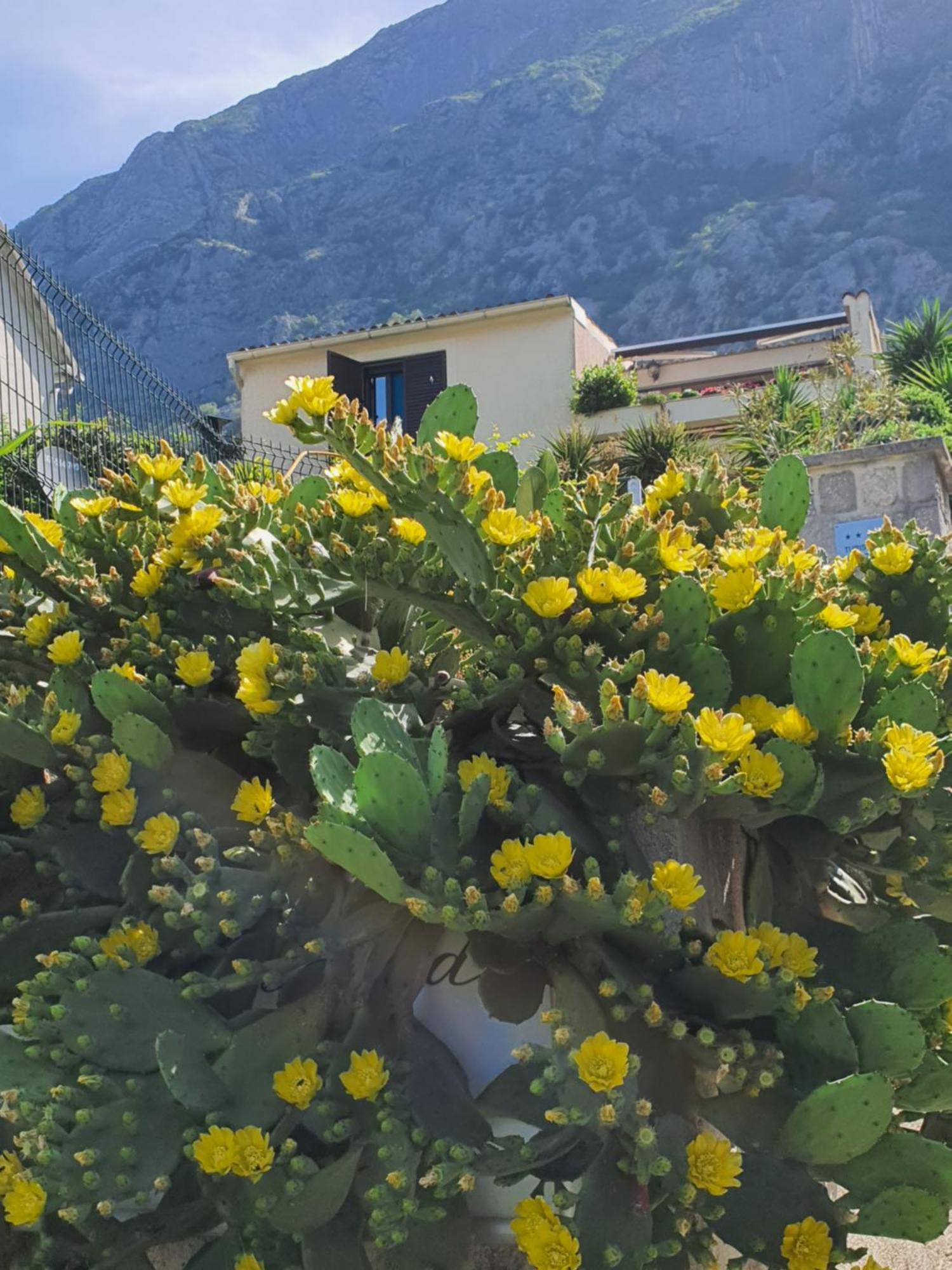 La Grande Apartments Kotor Eksteriør billede