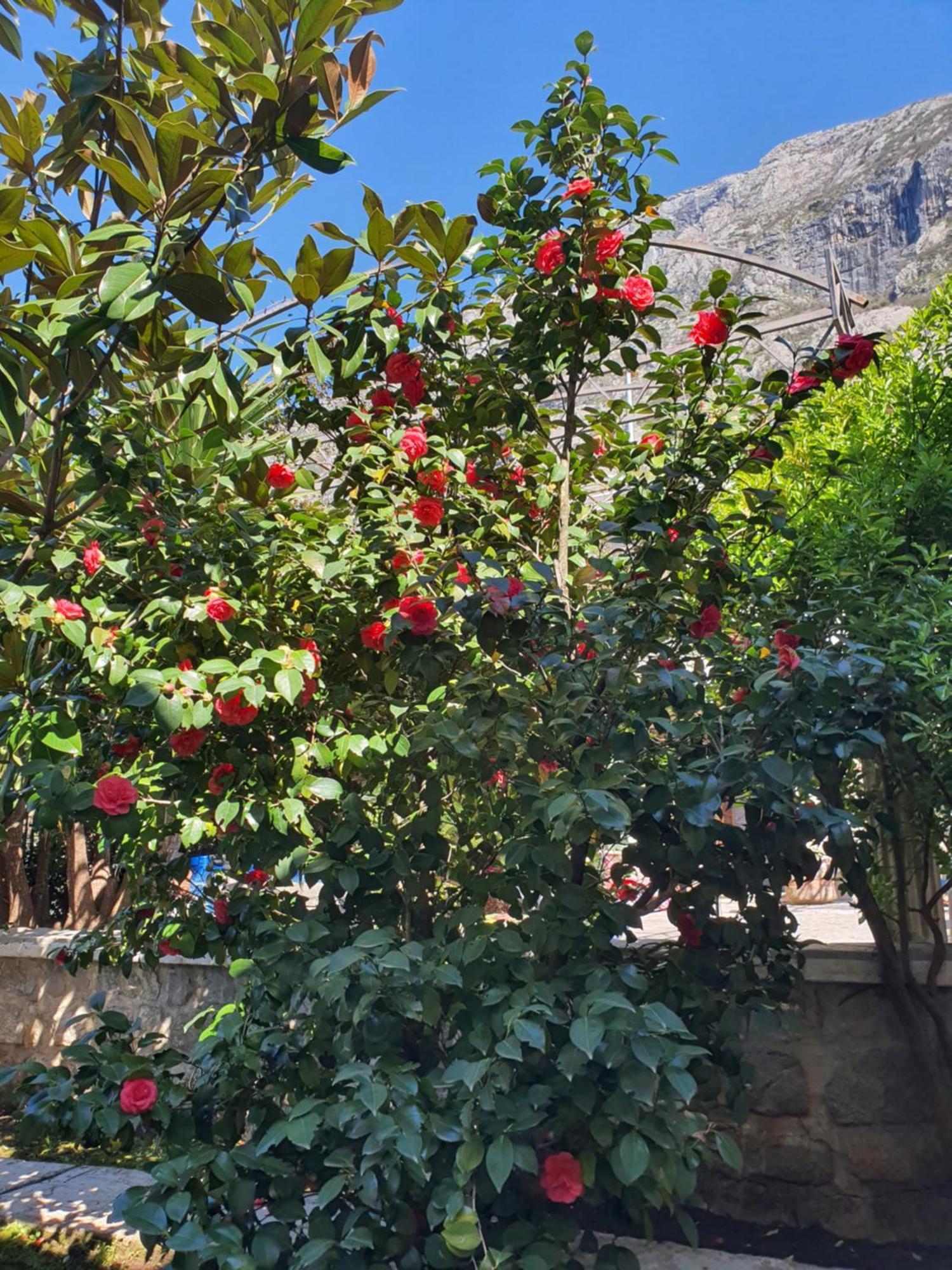 La Grande Apartments Kotor Eksteriør billede
